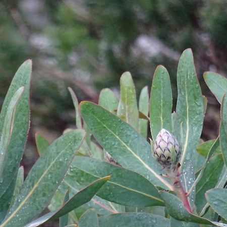 Austiny Bed And Breakfast Victor Harbor Esterno foto