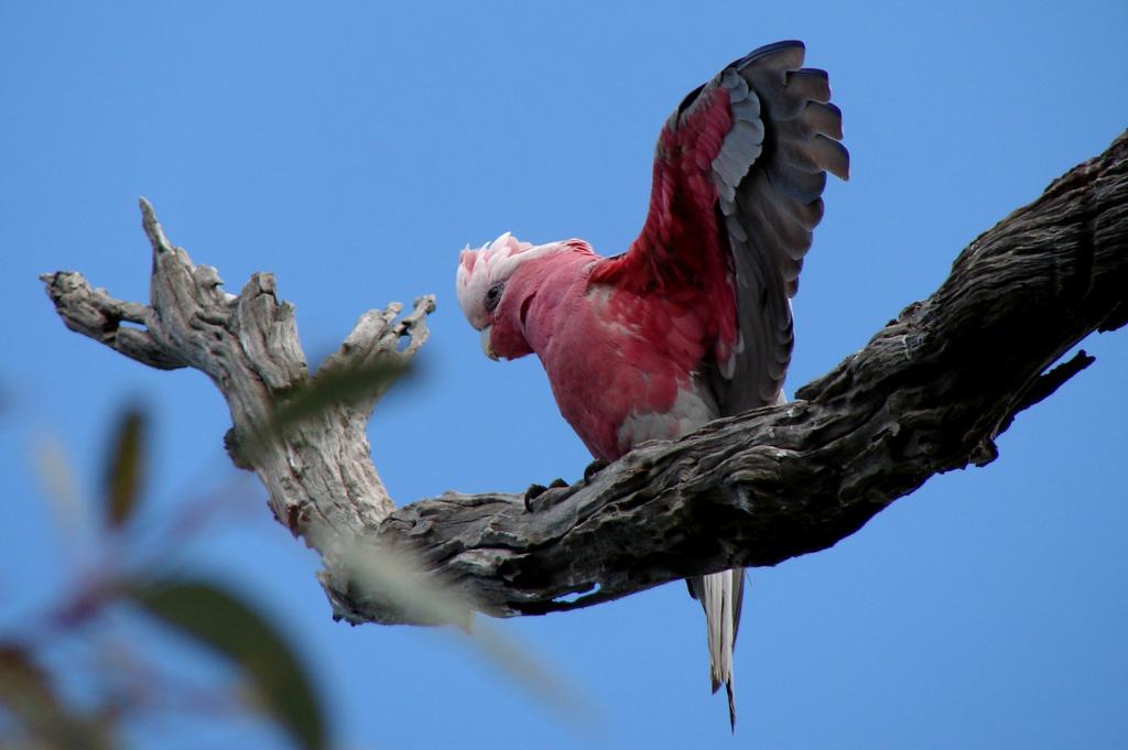 Austiny Bed And Breakfast Victor Harbor Esterno foto