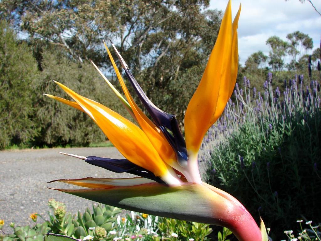 Austiny Bed And Breakfast Victor Harbor Esterno foto